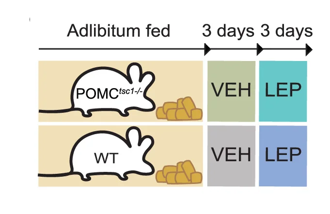 Open access visualization of Workflow, Illustration, Leptin Sensitivity Test, POMCtsc1-/- Mice, Wild Type Mice