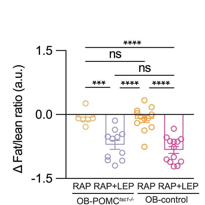 Open access visualization of Scatter Plot, Box Plot, Error Bars, Fat/Lean Ratio, RAP Treatment