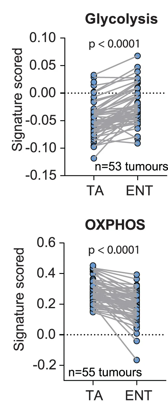 Open access visualization of Line Plot, Scatter Plot, Glycolysis, OXPHOS, TA Cells