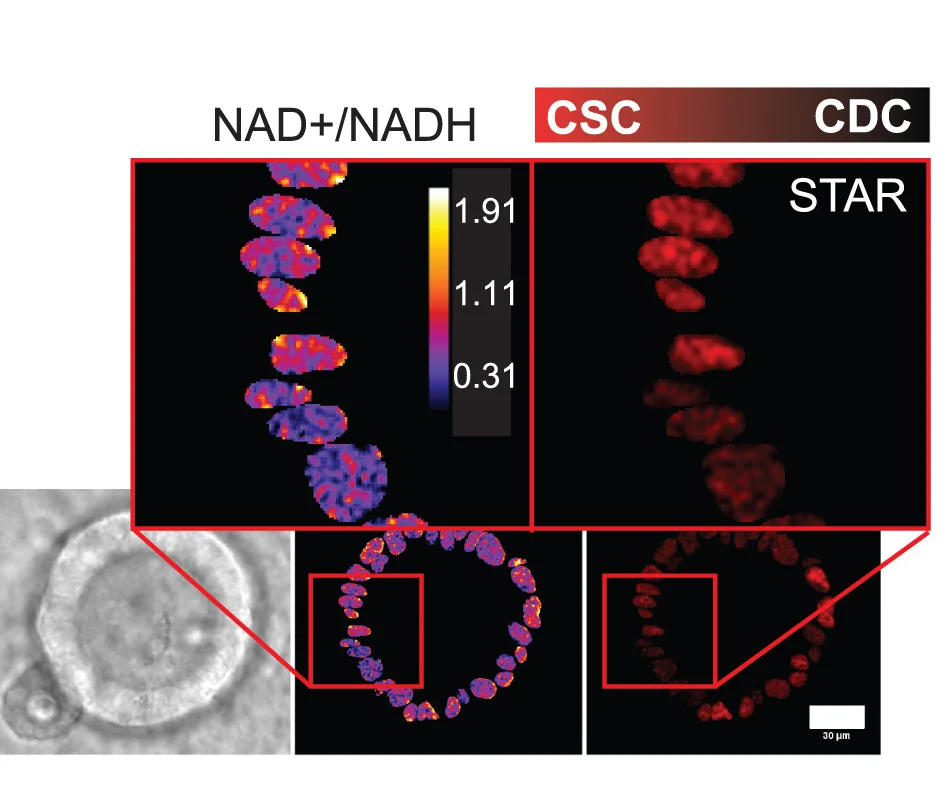 Open access visualization of Microscopy, Live Imaging, Nuclear NAD+/NADH Ratio, H2B-SoNar, CSCs