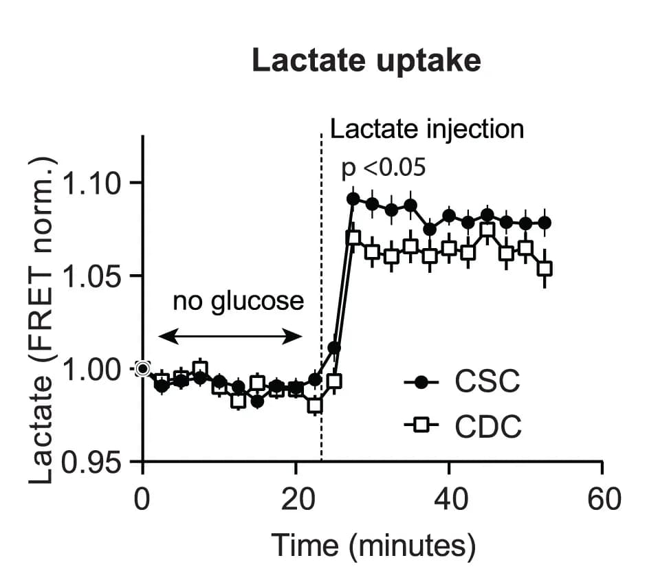 Open access visualization of Line Plot, Error Bars, Lactate Uptake, CSCs, CDCs