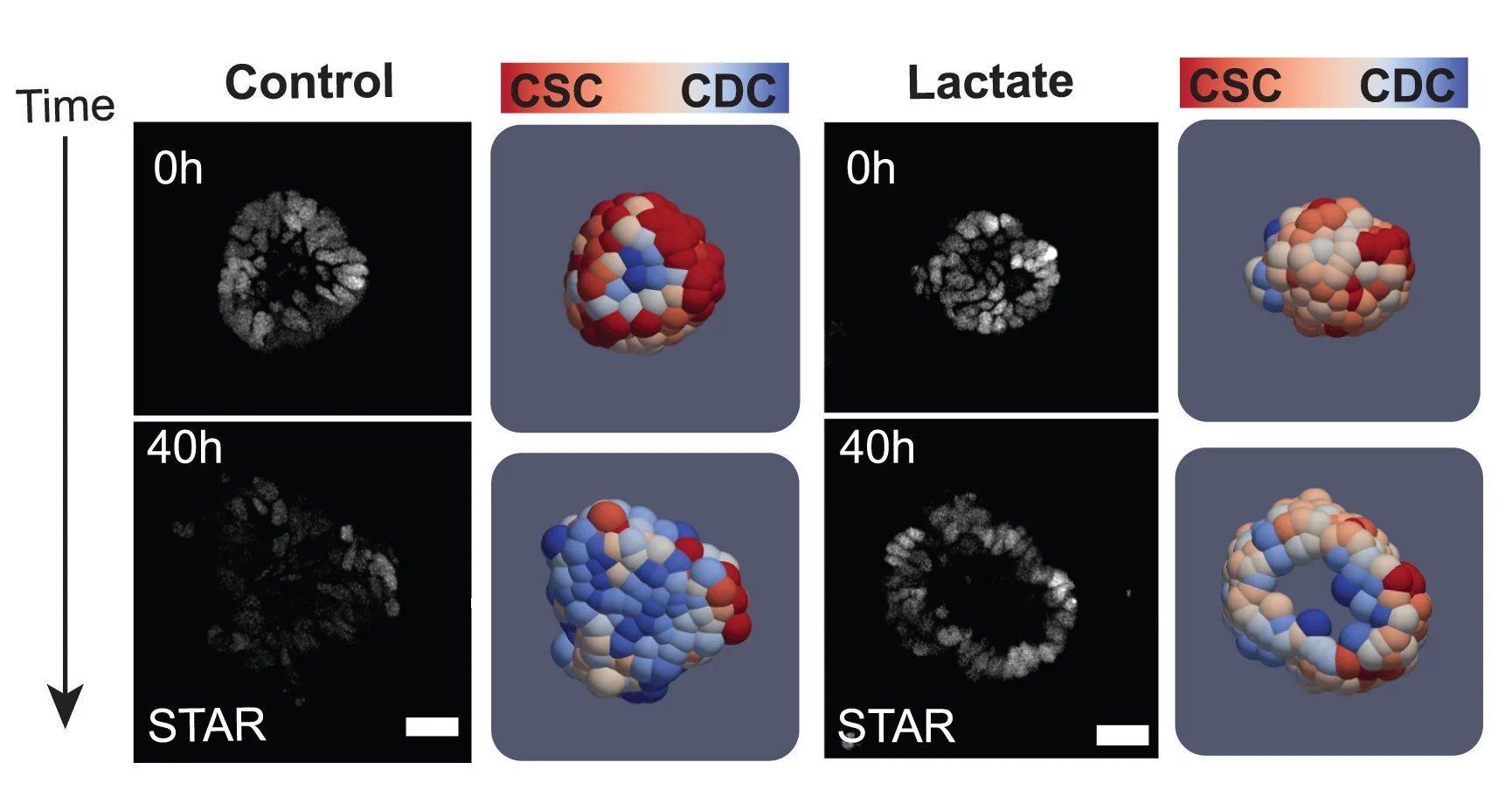 Open access visualization of Microscopy, 3D Plot, Time-Lapse Imaging, TPO3-STAR-NLS Organoids, Lactate