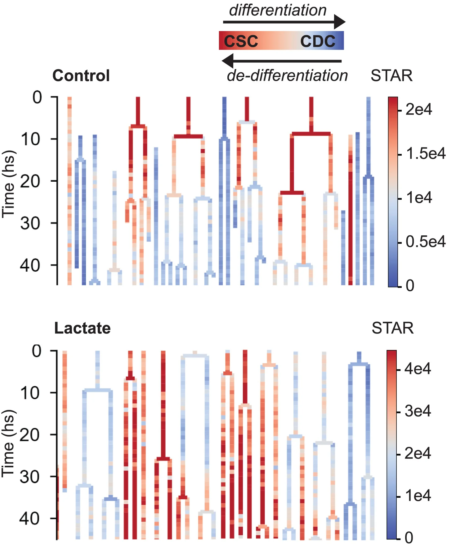 Open access visualization of Heatmap, Lineage Trees, STAR Values, Organoid Development, Cell Death