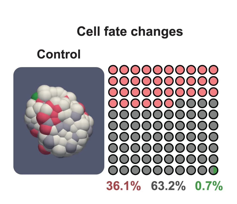 Open access visualization of 3D Plot, Cell Fate Changes, TPO3 Organoids, Differentiation, Dedifferentiation