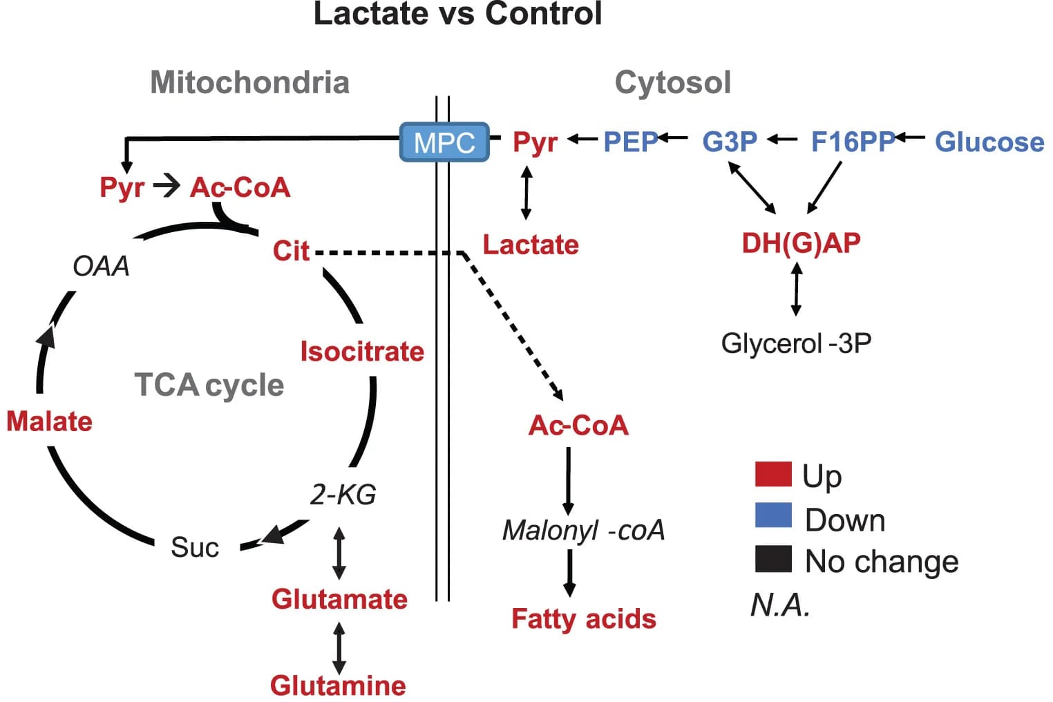 Open access visualization of Workflow, Illustration, Metabolomics, TPO3, Lactate