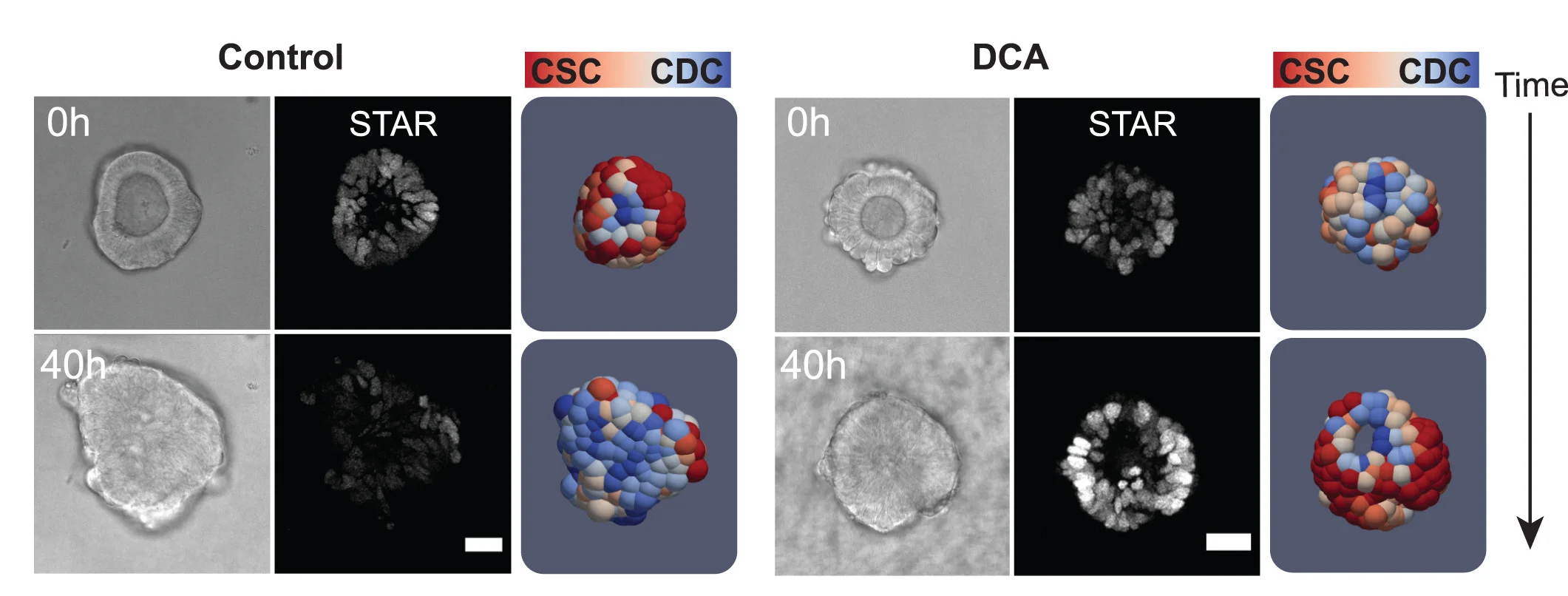 Open access visualization of Microscopy, 3D Plot, Time-Lapse Imaging, TPO3 Development, Control