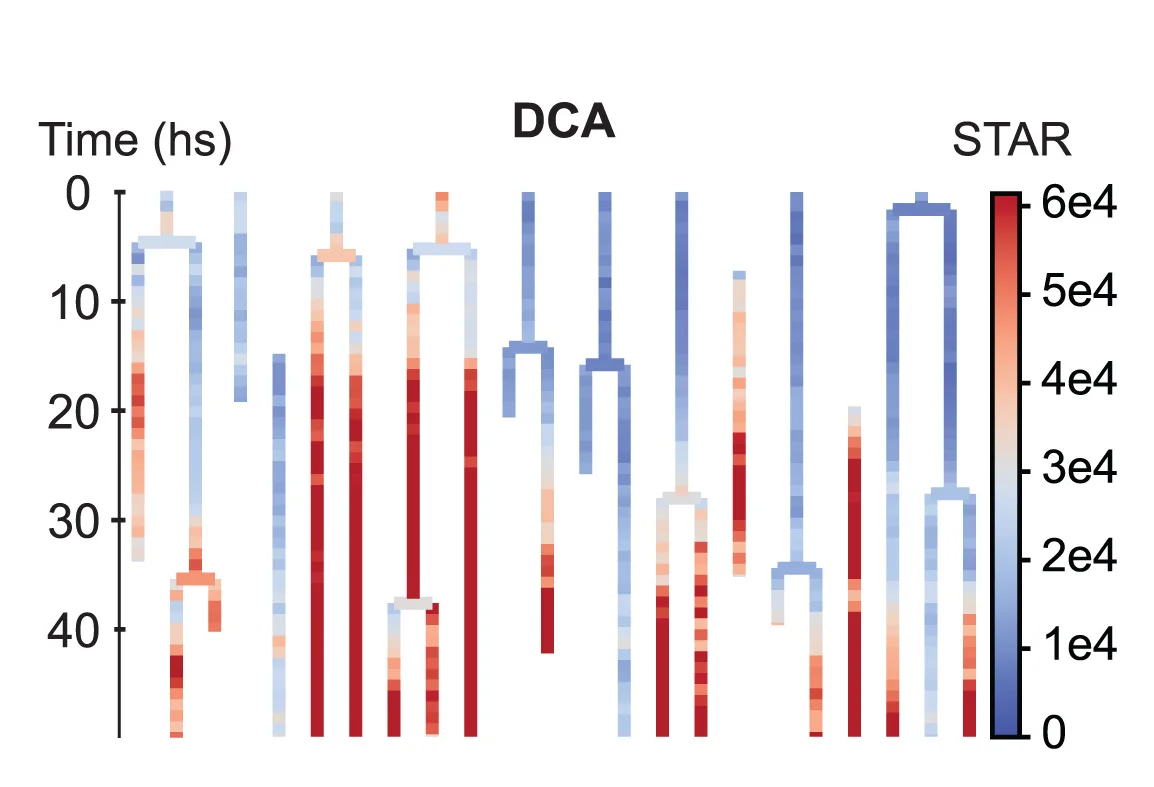 Open access visualization of Heatmap, Lineage Trees, Single-Cell, STAR Dynamics, Organoid Development