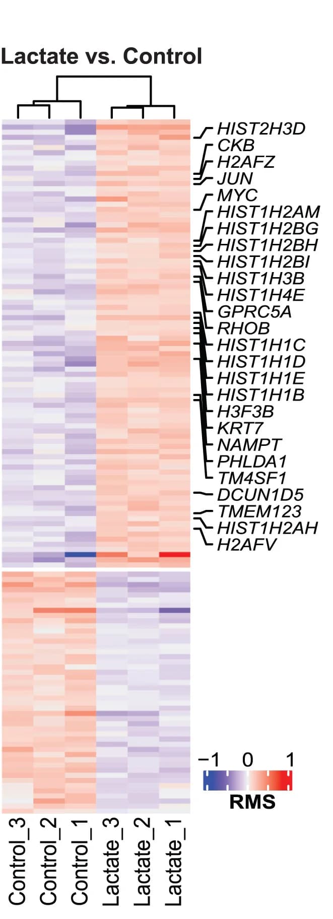 Open access visualization of Heatmap, Clustered, Gene Expression, RNA-seq, Lactate
