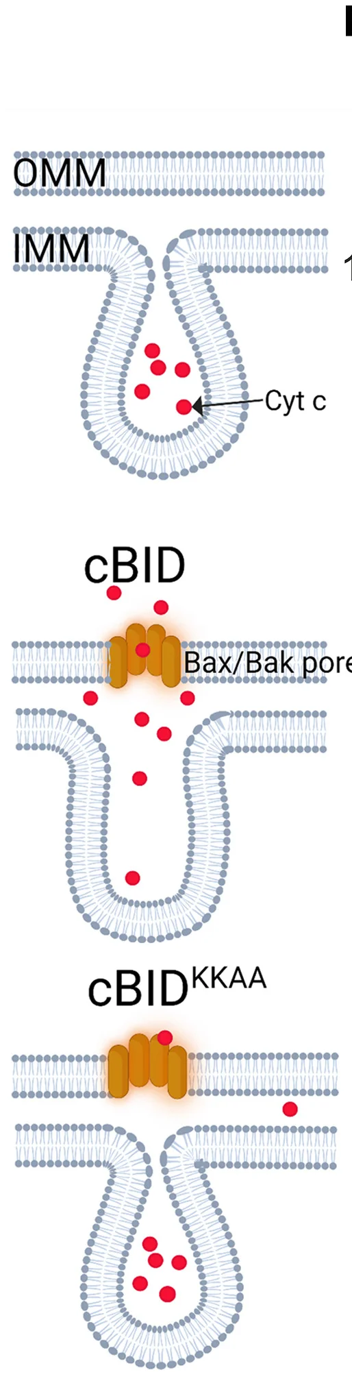 Open access visualization of Illustration, Mitochondria, Cristae, MOMP, cBID