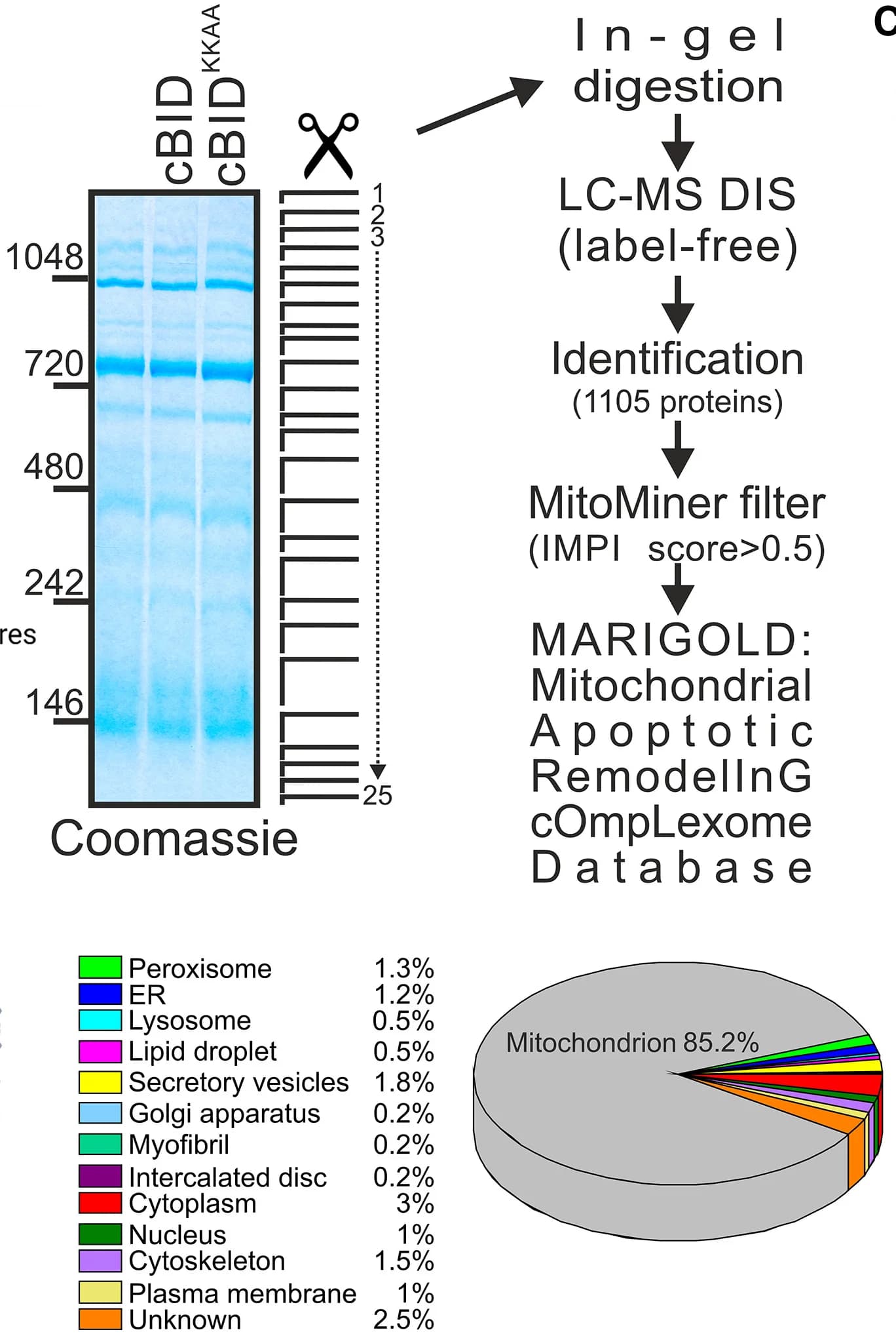 Open access visualization of Gel, Workflow, Pie Chart, Coomassie Staining, BNGE