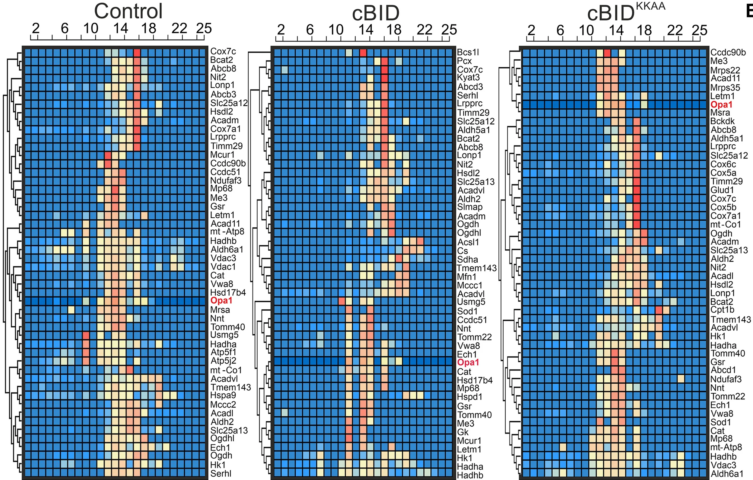 Open access visualization of Heatmap, Clustered, Heatmaps, Hierarchical Clustering, OPA1