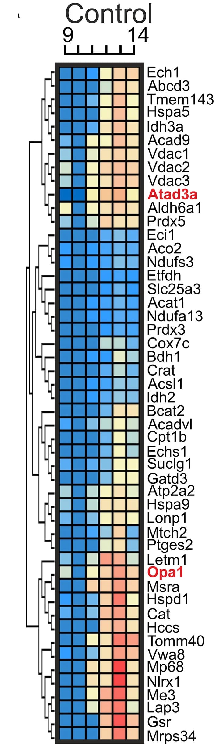 Open access visualization of Heatmap, Clustered, Heatmaps, Hierarchical Clustering, ATAD3A