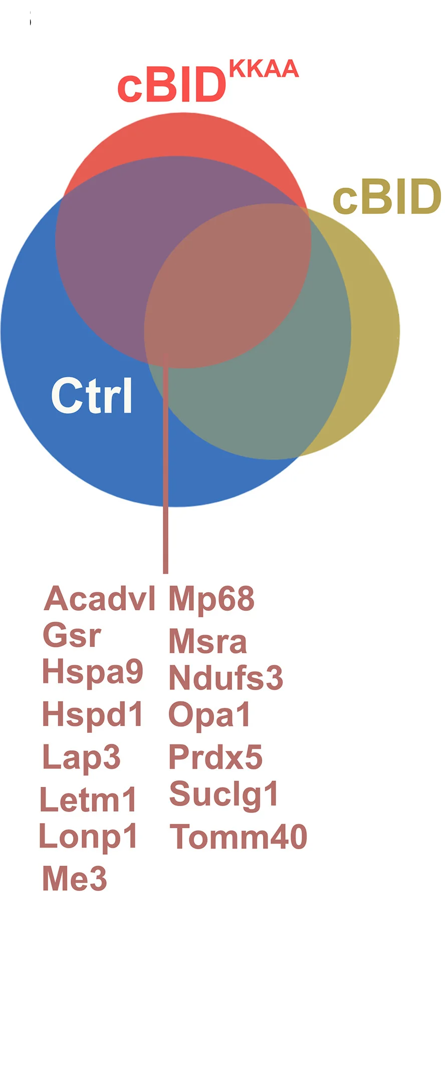 Open access visualization of Venn Diagram, Proteins, ATAD3A, Gene Names