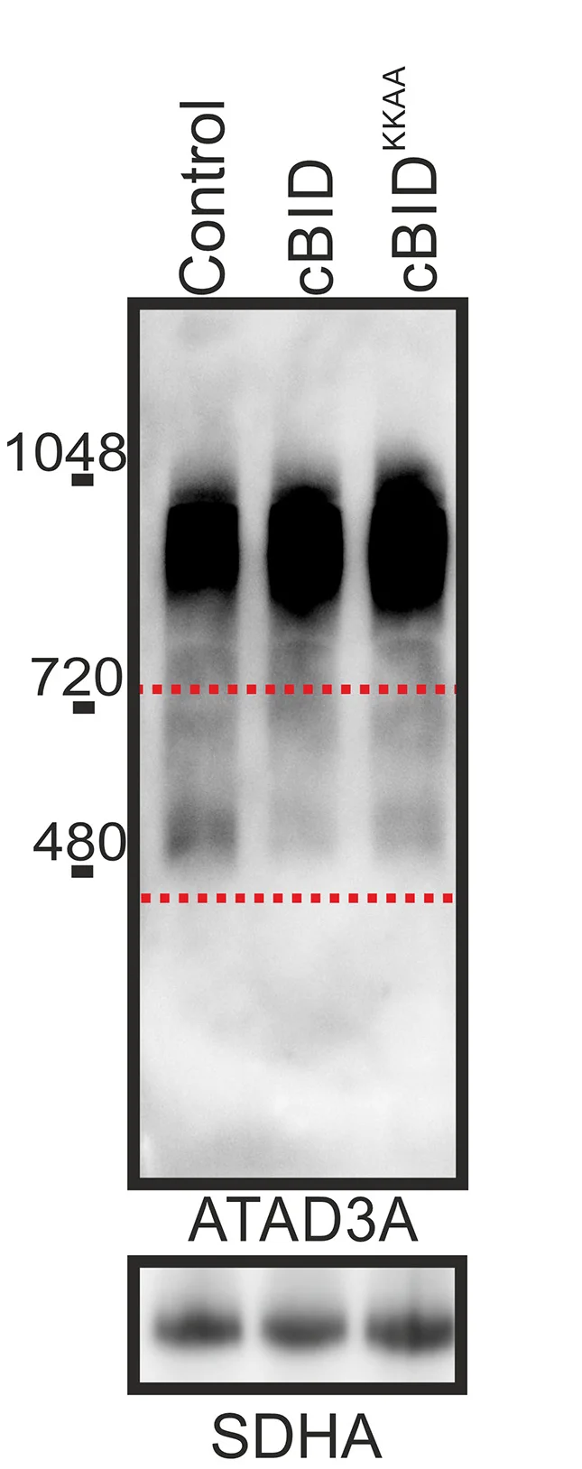 Open access visualization of Gel, Mouse Heart Mitochondria, BNGE, Immunoblotting, Antibodies