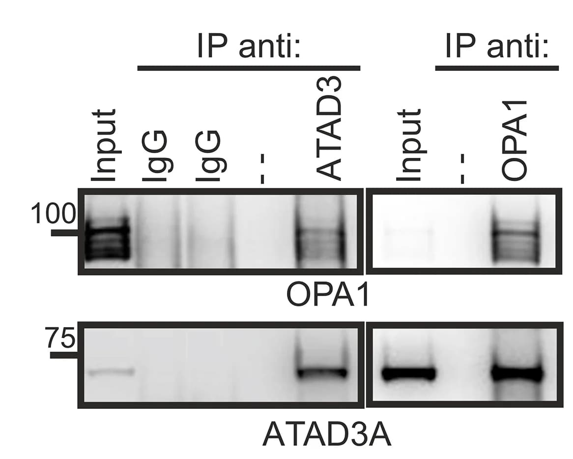 Open access visualization of Gel, Mouse Heart Mitochondria, MAFs, ATAD3AWT-HA, Immunoprecipitation