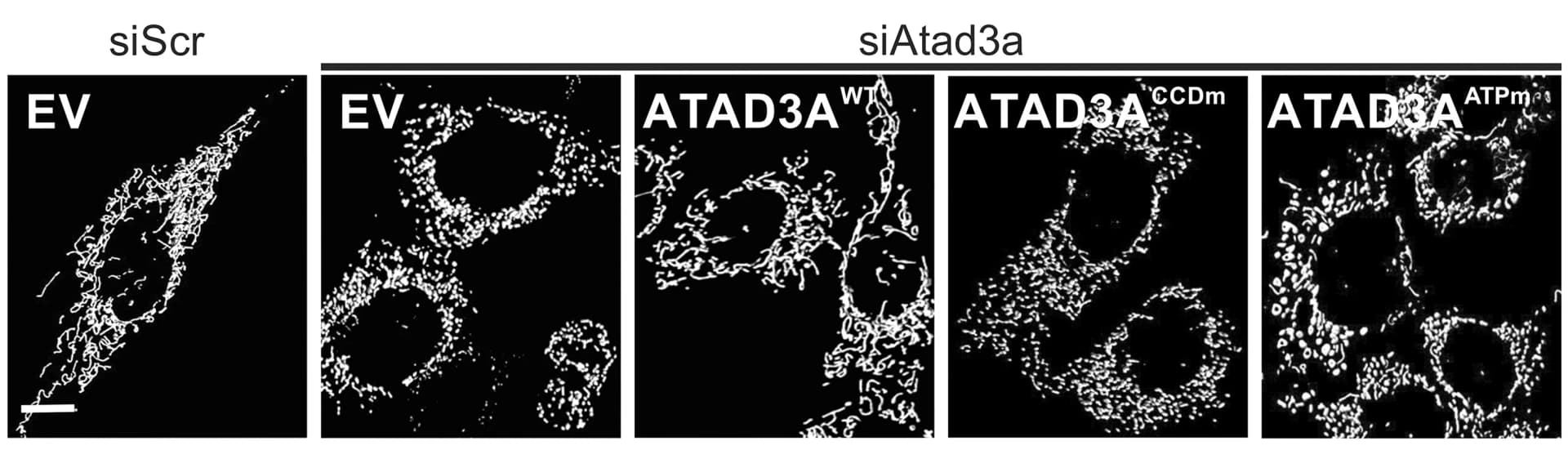 Open access visualization of Microscopy, 3D Reconstructions, Confocal Images, mtRFP