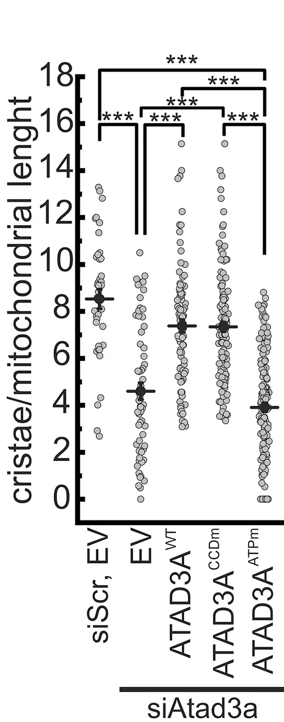 Open access visualization of Scatter Plot, Error Bars, Cristae, Mitochondrial Length, Mitochondria