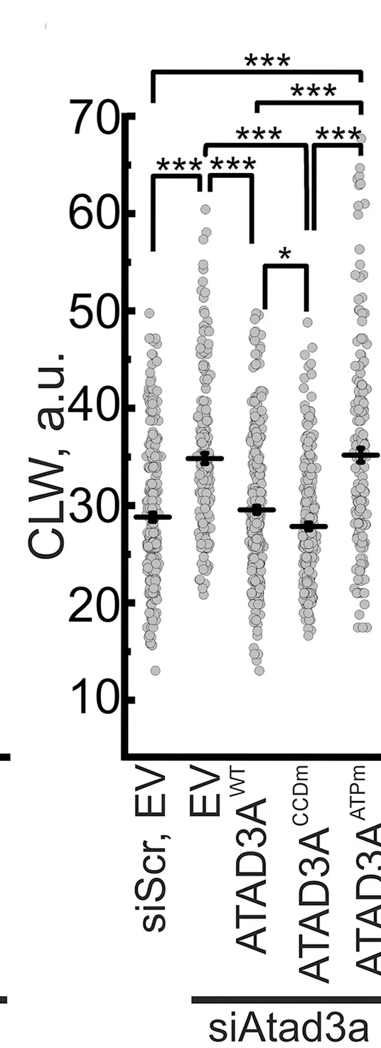 Open access visualization of Scatter Plot, Error Bars, Cristae Lumen Width, Cristae