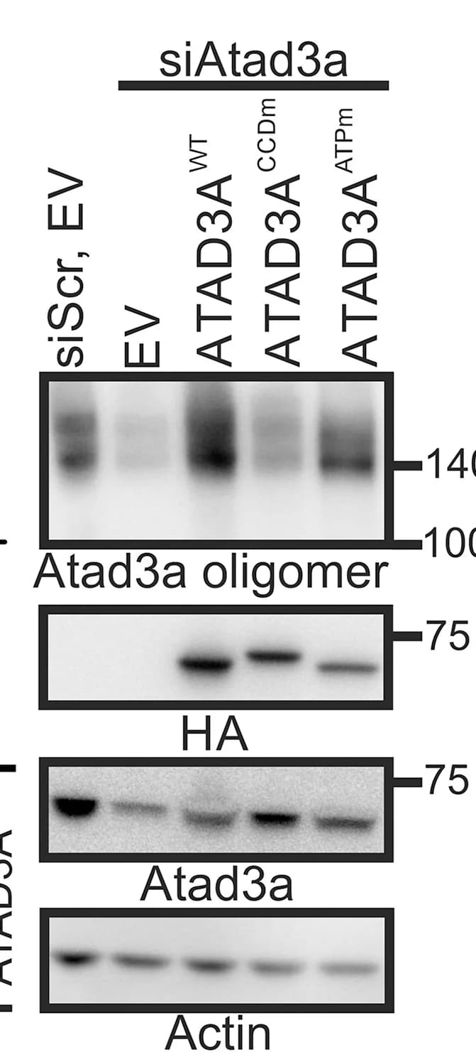 Open access visualization of Gel, MAFs, siRNA, Plasmids, EDC