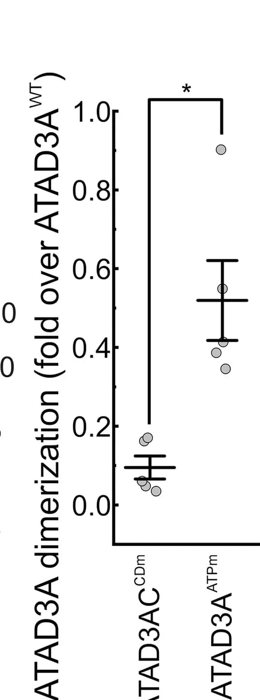 Open access visualization of Scatter Plot, Error Bars, ATAD3A Dimer/Monomer Ratio, Densitometry, Anti-HA