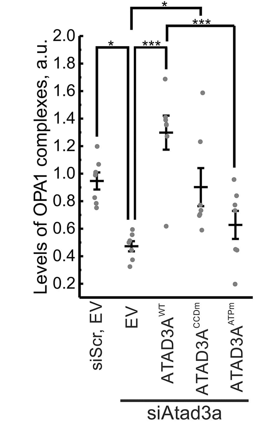 Open access visualization of Scatter Plot, Error Bars, Densitometric Analysis, SDHA, OPA1 Complexes