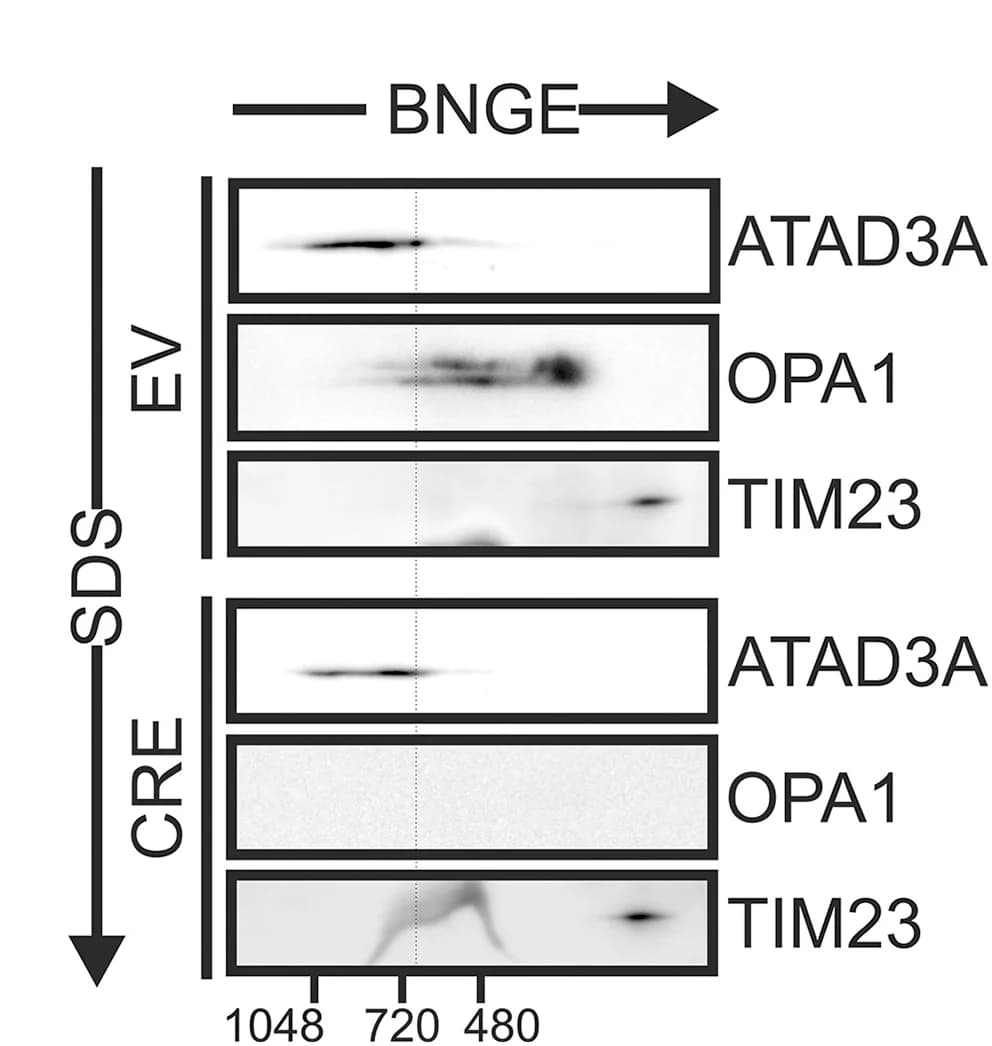 Open access visualization of Gel, Mitochondria, Opa1flx/flx MAFs, Proteins, 2D BN-SDS-PAGE
