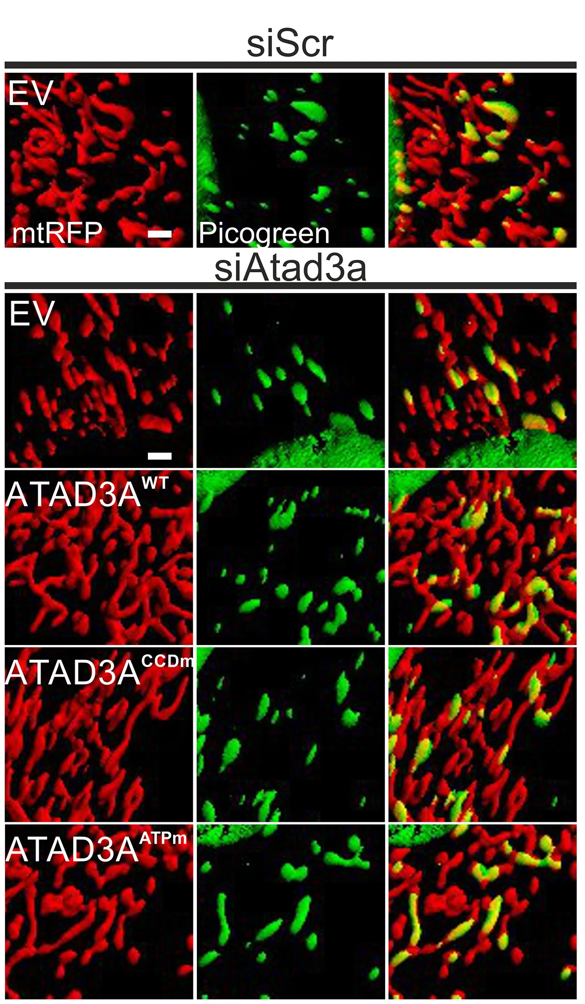Open access visualization of Microscopy, Confocal Images, mtRFP, DNA Stain, MAFs