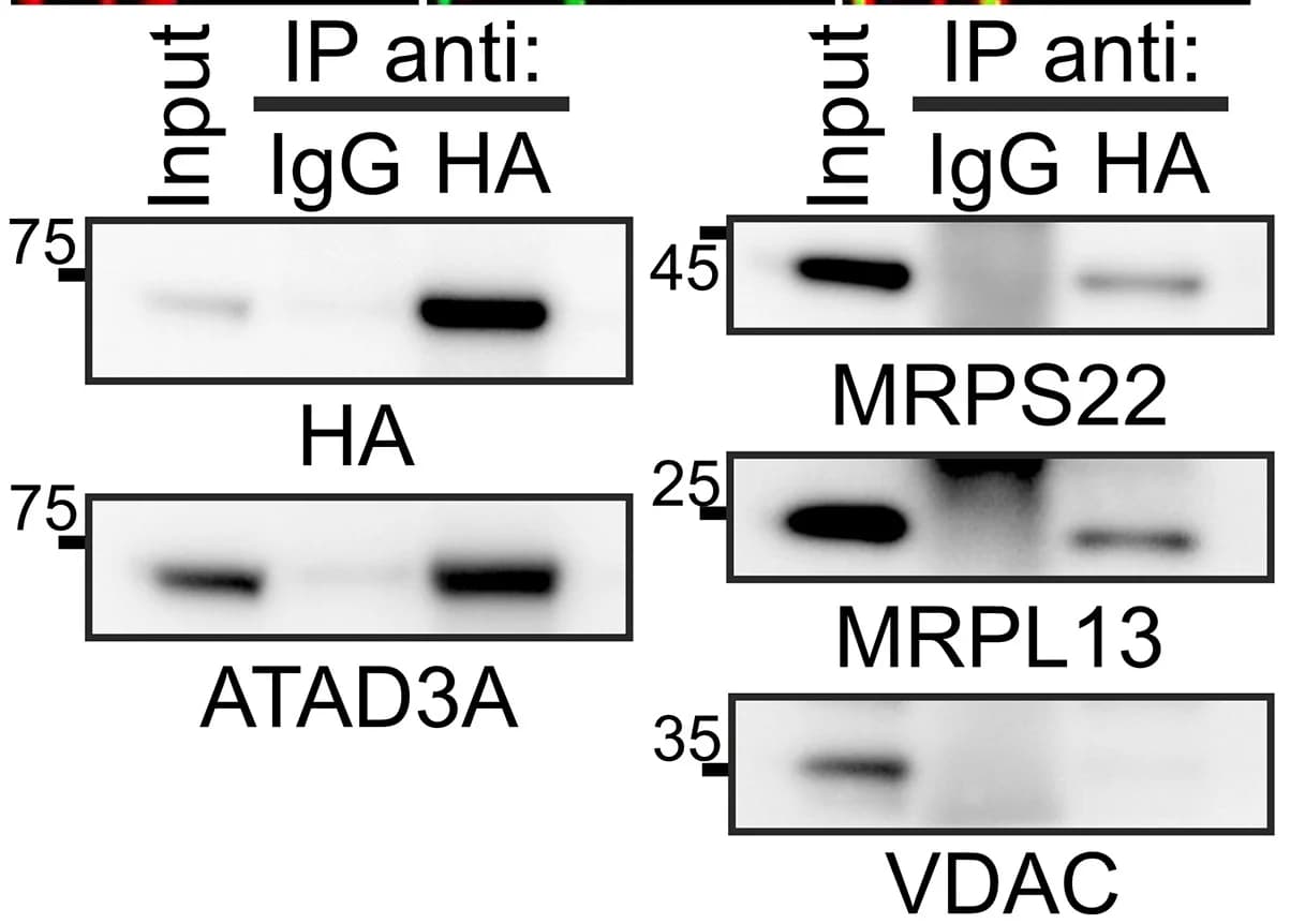 Open access visualization of Gel, MAFs, ATAD3AWT-HA, Immunoprecipitation, SDS-PAGE