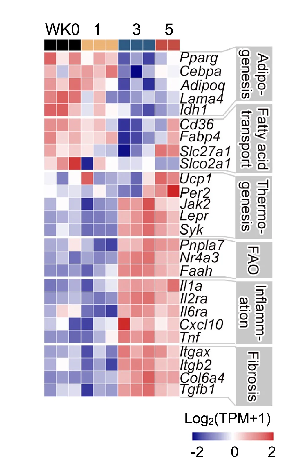 Open access visualization of Heatmap, Clustered, Differentially Expressed Genes, iWAT, Mice