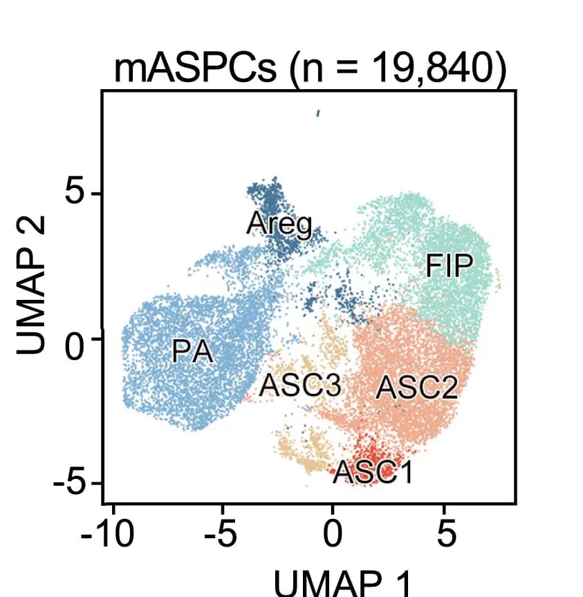 Open access visualization of Scatter Plot, UMAP, UMAP Plot, ASPCs, Mice