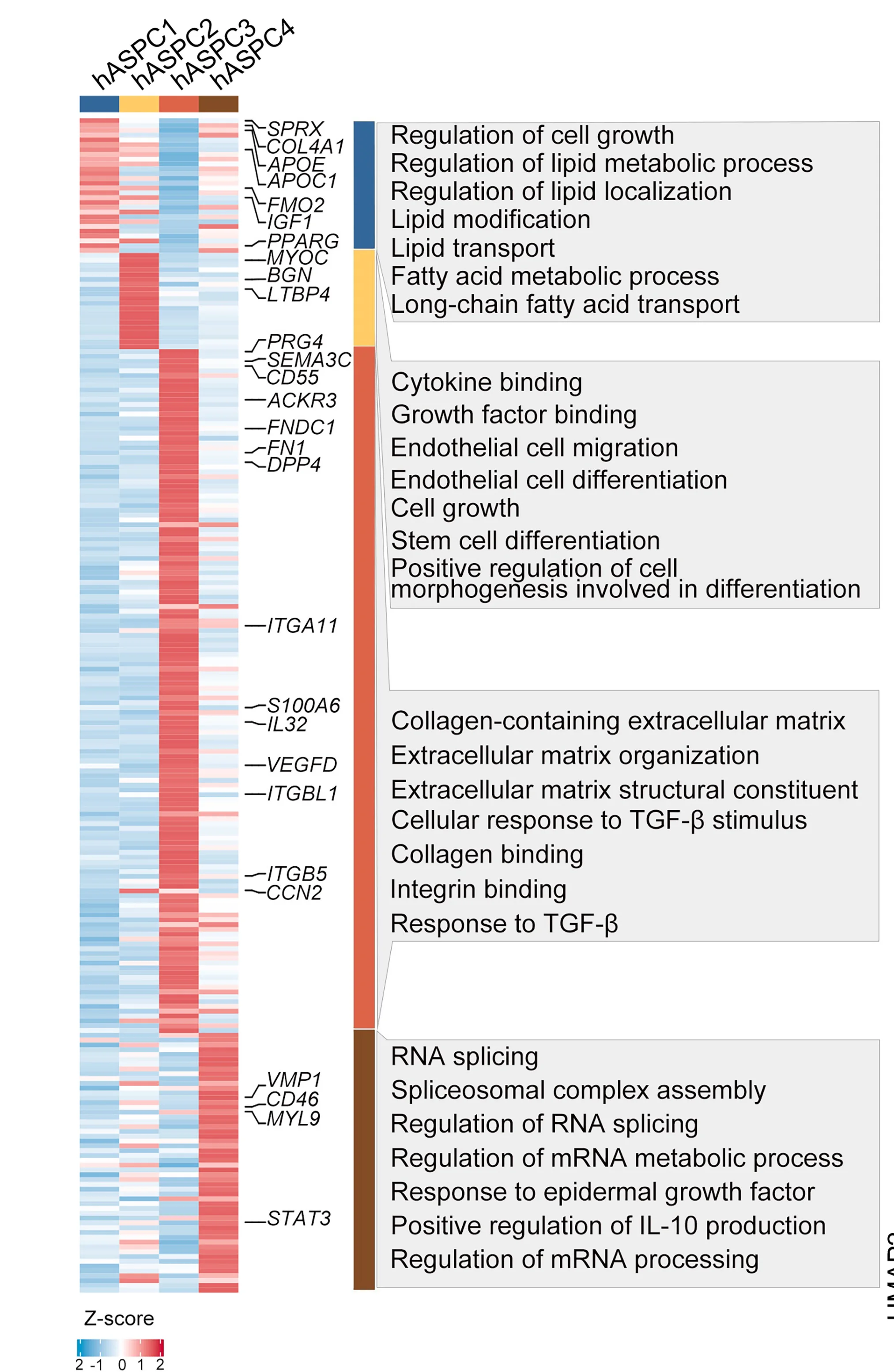 Open access visualization of Heatmap, Signature Genes, hASPC Subclusters