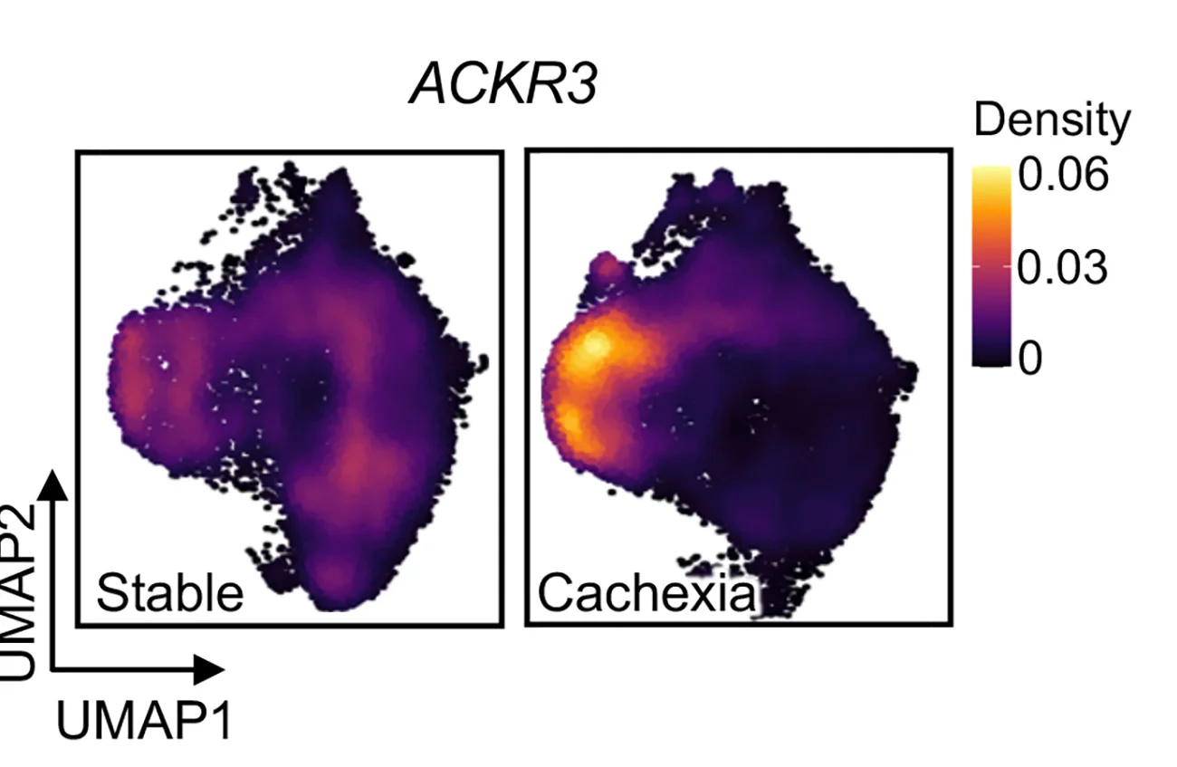 Open access visualization of UMAP, Density Plot, Density Plots, ACKR3 Expression, Stable Patients