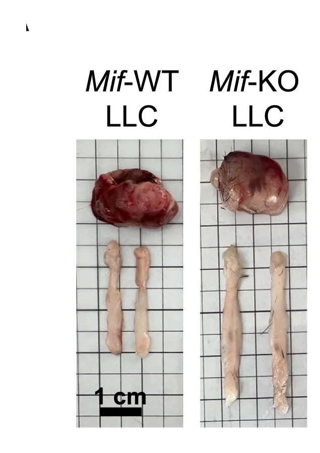 Open access visualization of Photo, Anatomical Images, Subcutaneous Tumor, iWAT, Mice