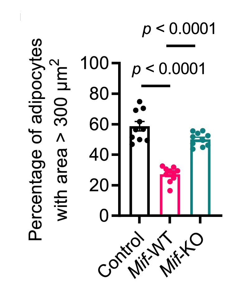 Open access visualization of Bar Plot, Error Bars, Adipocyte Quantification, Area, iWAT