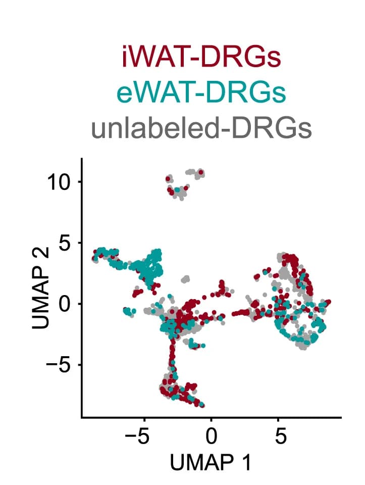 Open access visualization of Scatter Plot, UMAP, iWAT-DRGs, eWAT-DRGs, DRGs