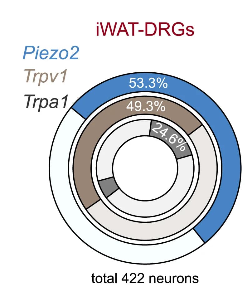 Open access visualization of Donut Chart, Piezo2, Trpv1, Trpa1, iWAT-DRGs