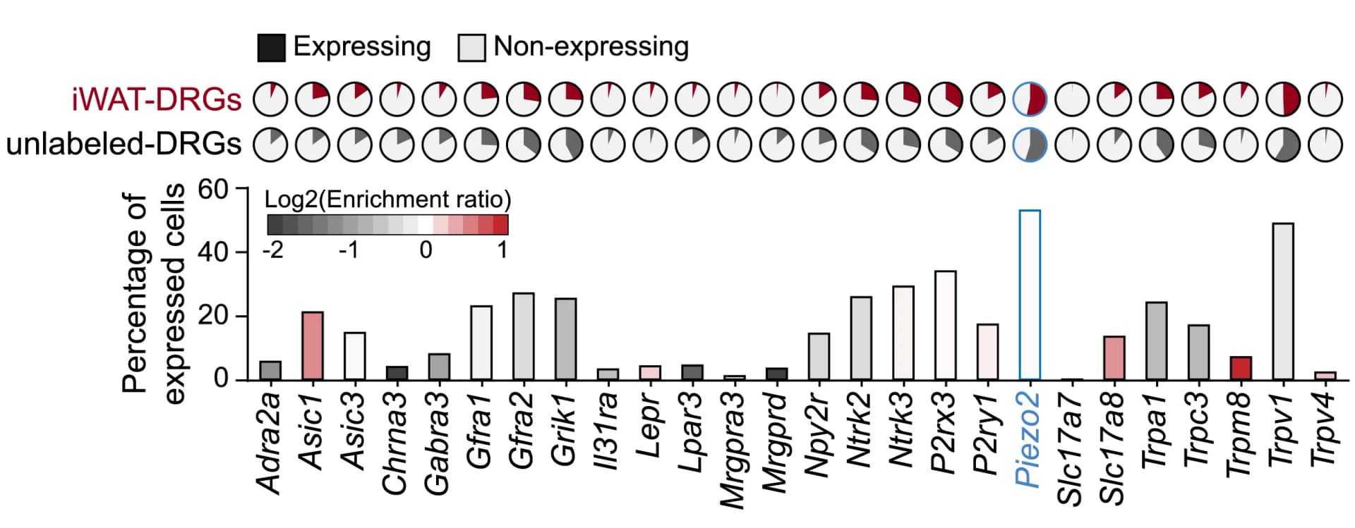 Open access visualization of Bar Plot, Pie Chart, Gene Expression, iWAT-DRGs, Enrichment Ratio