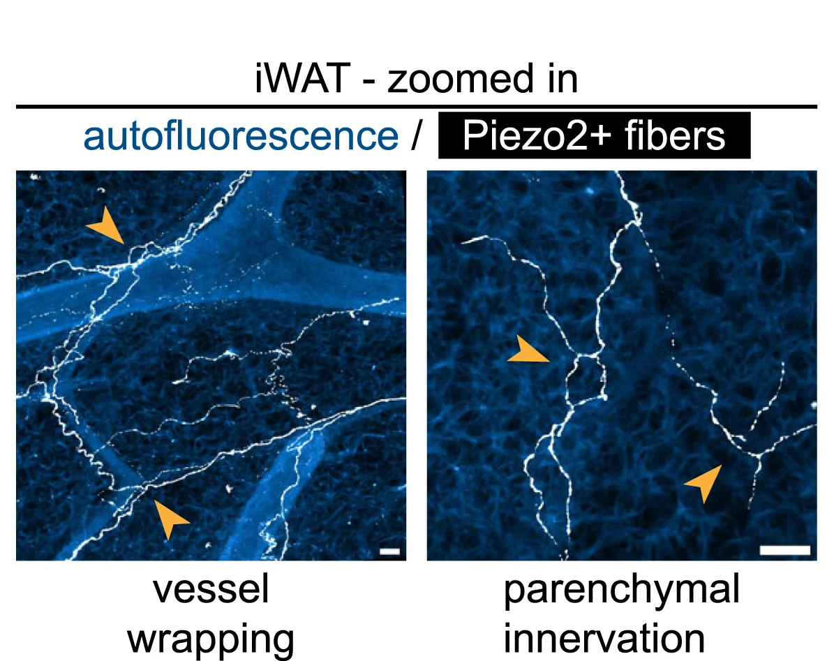 Open access visualization of Microscopy, PIEZO2 Positive Sensory Nerves, iWAT, Vessel Wrapping, Parenchymal Innervation