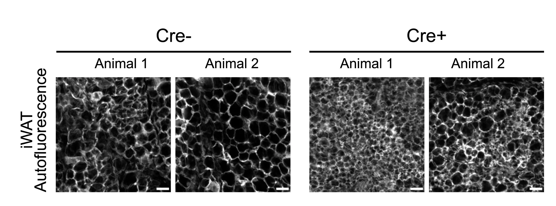 Open access visualization of Microscopy, Optical Section, iWAT, PIEZO2KO