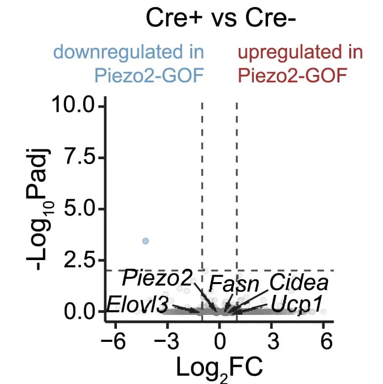 Open access visualization of Scatter Plot, Regression Plot, Volcano Plot, Transcriptional Changes, iWAT