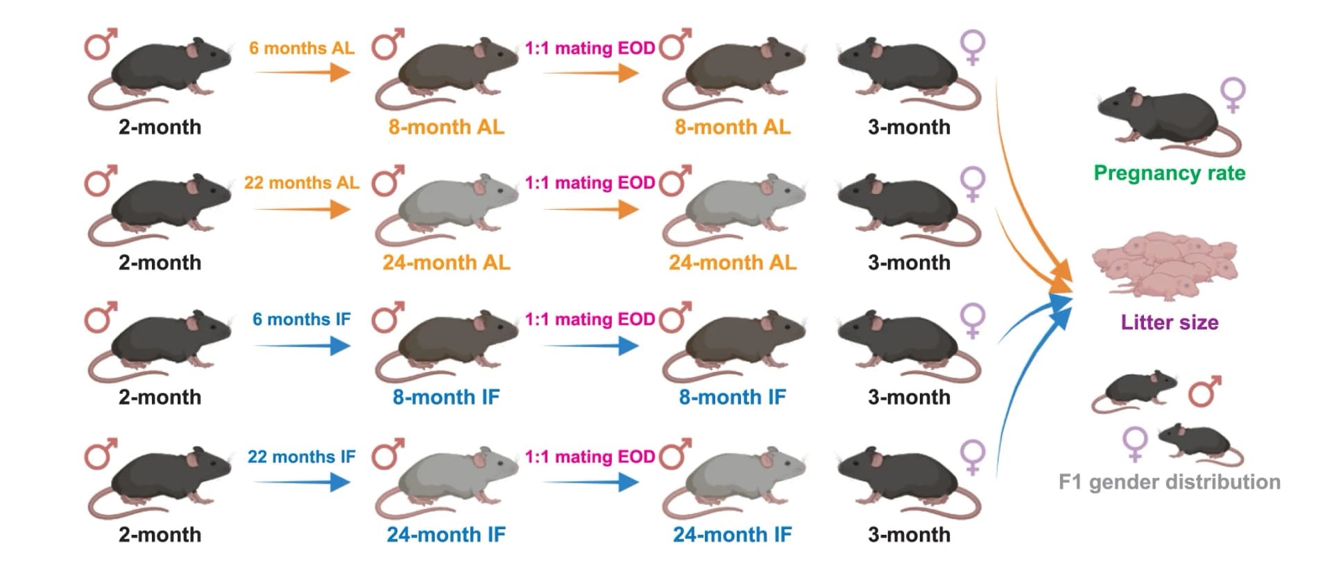 Open access visualization of Workflow, Flowchart, Experimental Design, Mating, Females