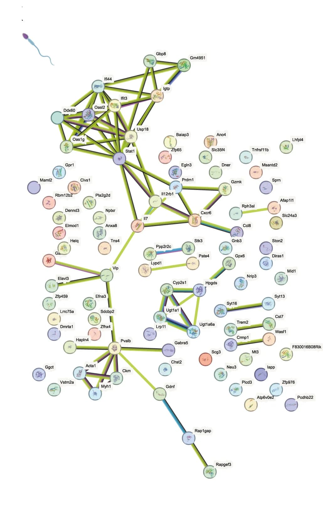 Open access visualization of Network, Pathway, Network Plot, Age-Sensitive Genes, Nodes