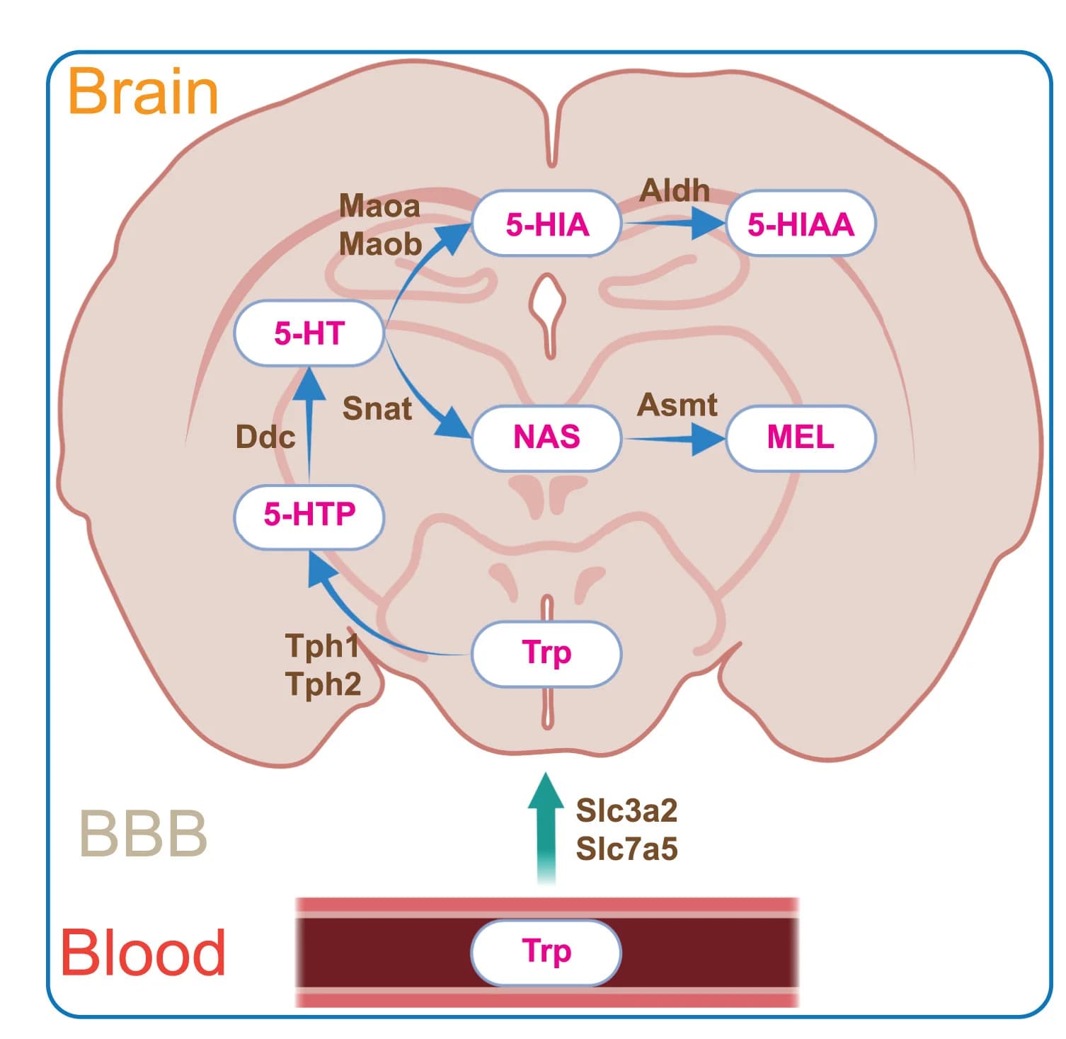 Open access visualization of Pathway, Illustration, Serotonin biosynthesis, Metabolism, Tryptophan