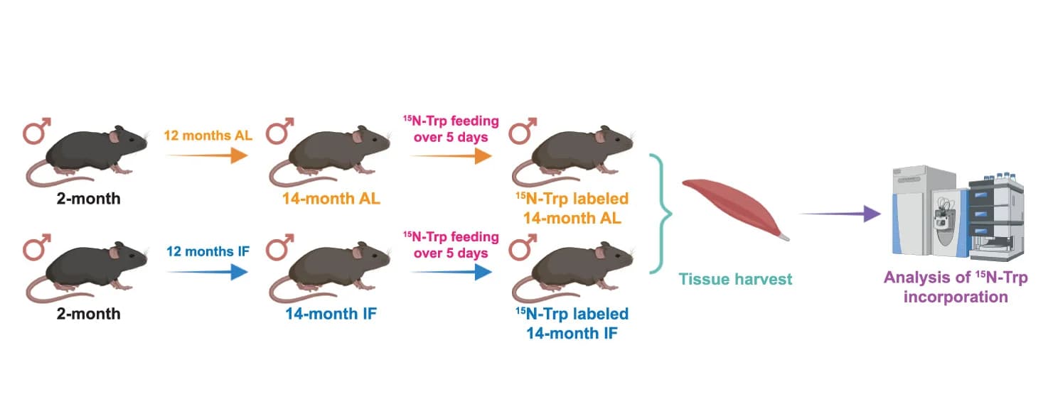Open access visualization of Workflow, Flowchart, Intermittent Fasting, Tryptophan Uptake, Peripheral Tissues