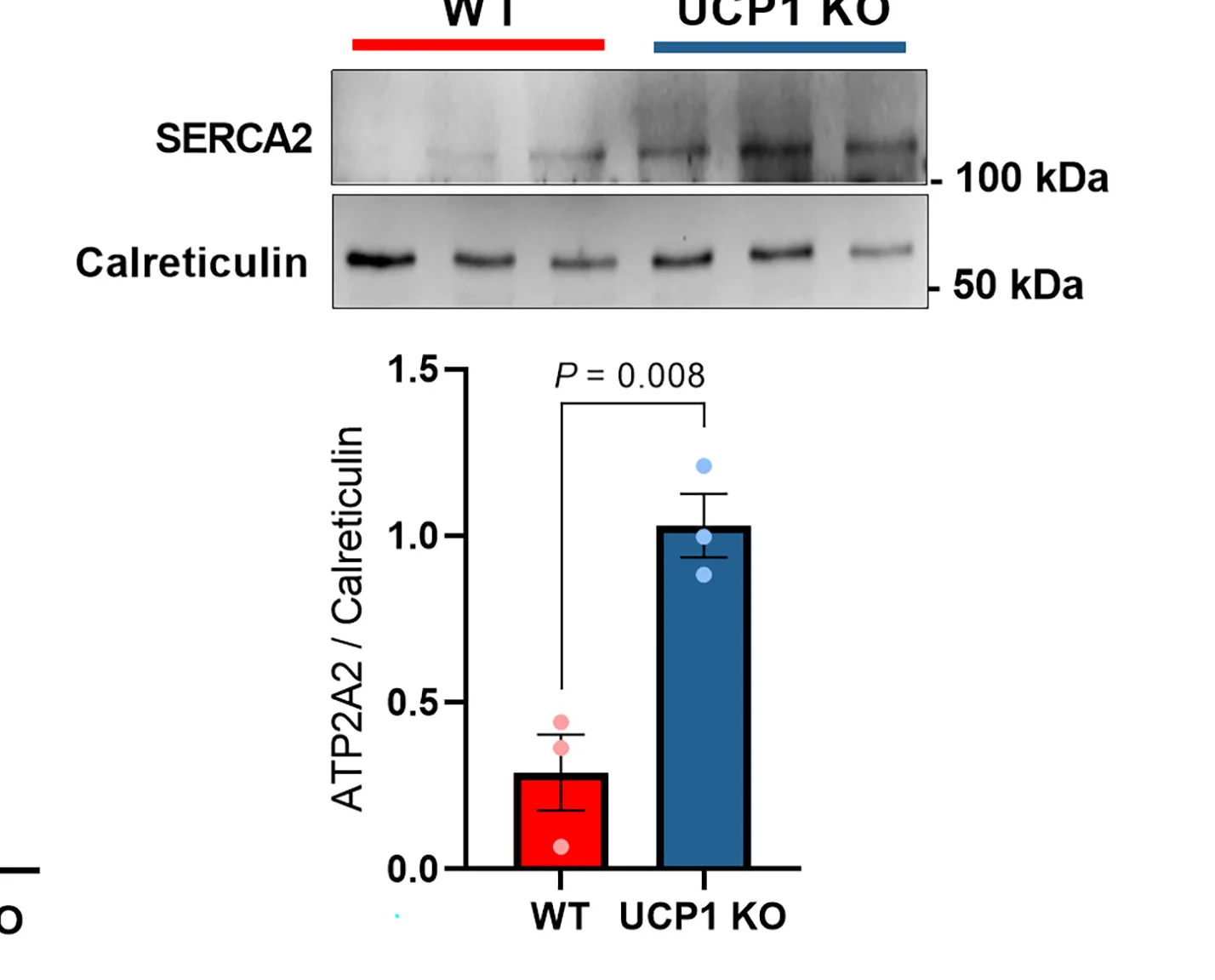 Open access visualization of Bar Plot, Error Bars, Gel, Immunoblotting, SERCA2
