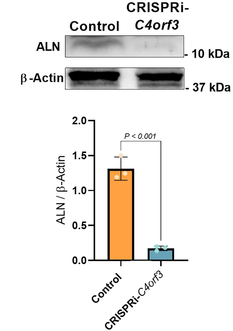 Open access visualization of Bar Plot, Error Bars, Photo, Gel, C4orf3 Protein Expression