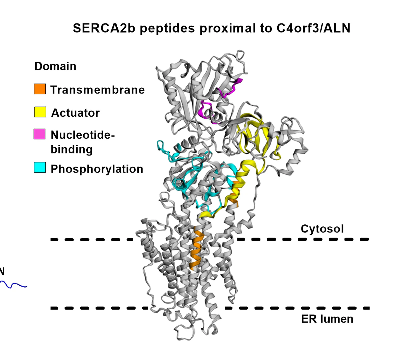 Open access visualization of Protein Structure, Protein Interaction, SERCA2b, C4orf3, Turbo-ID