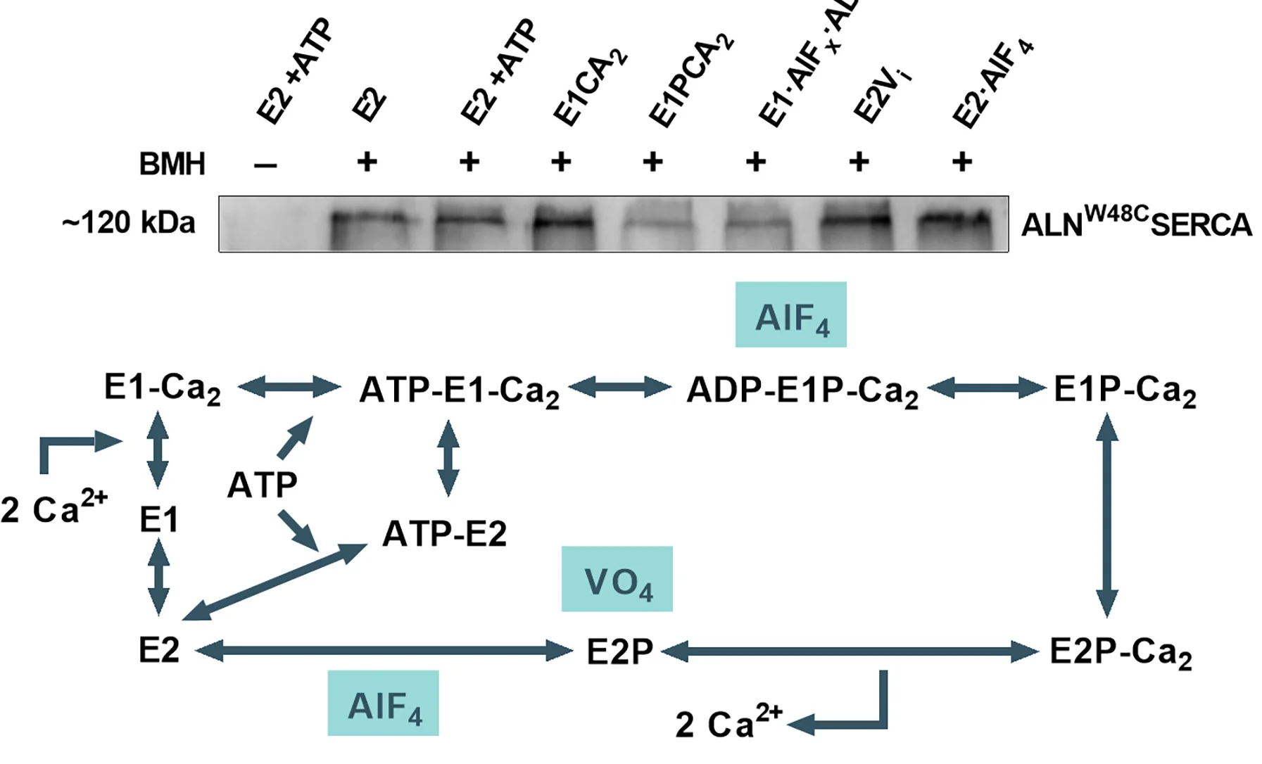 Open access visualization of Gel, Workflow, Cross-Linking Assays, SERCA2b, C4orf3/ALNW48Cin