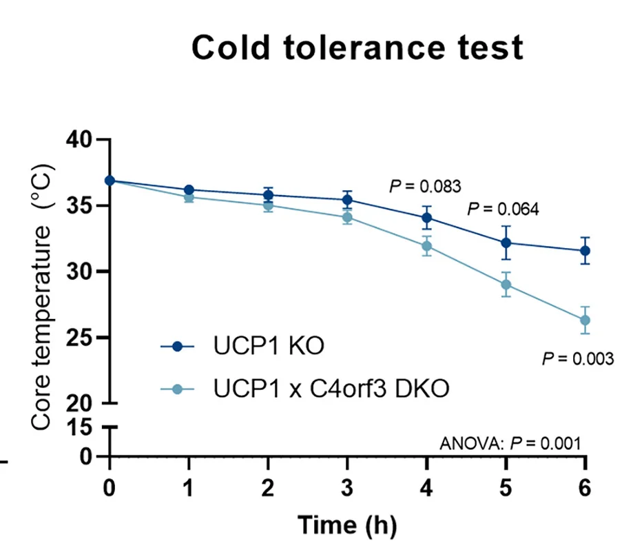 Open access visualization of Line Plot, Error Bars, Cold Tolerance Test, UCP1 KO Mice, DKO Mice