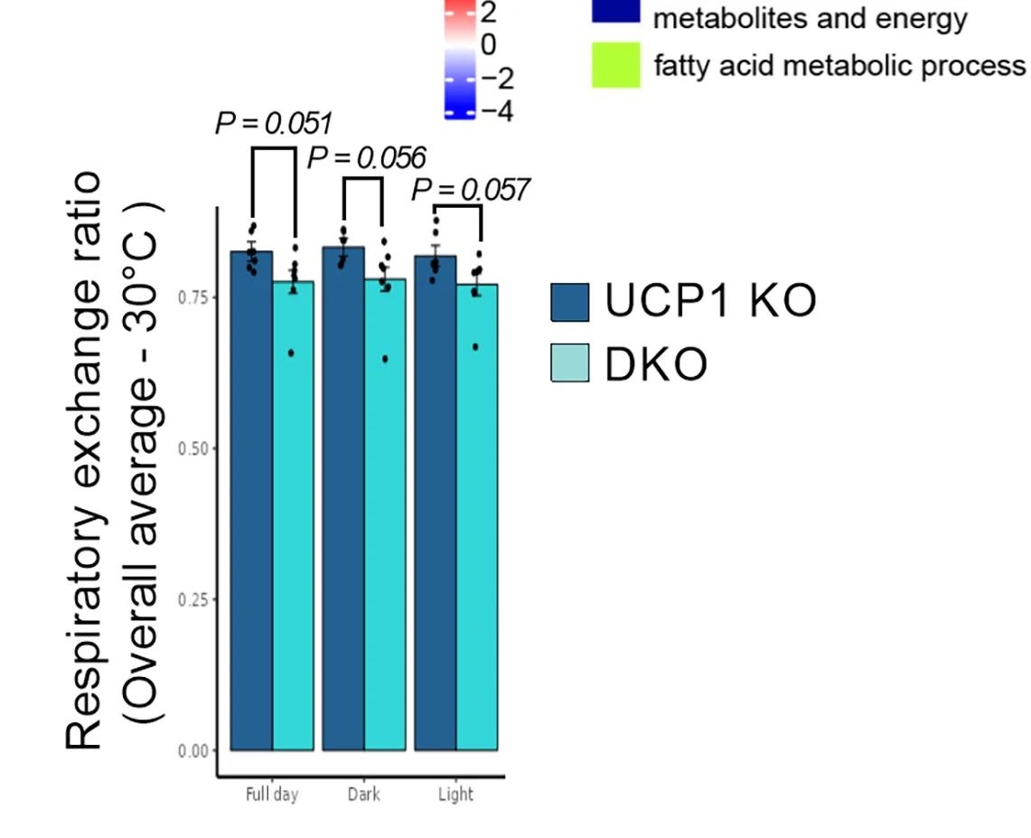 Open access visualization of Bar Plot, Error Bars, Clustered, Respiratory Exchange Ratio, Quantification